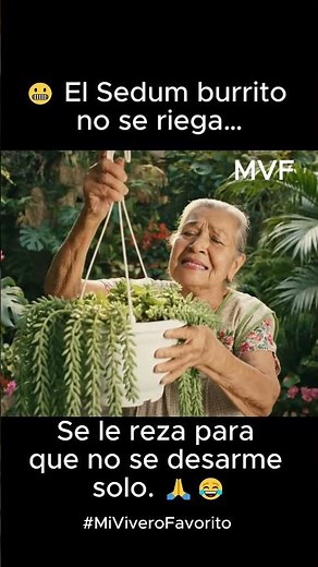 Expert Plant Level: Successfully Transplanting a Sedum - #myfavoritenursery