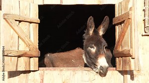 Close-up of the head of a brown donkey. A donkey looks out from behind the wooden fence of an old barn.