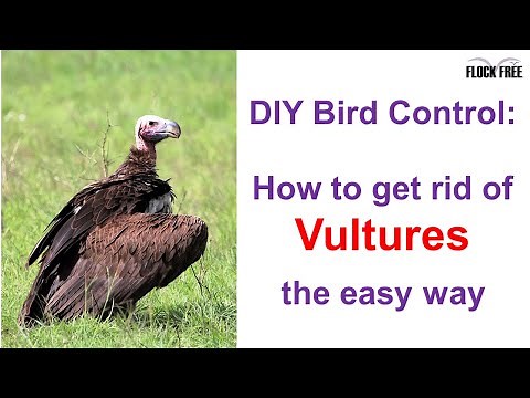 The easy way to get rid of vultures without any harm