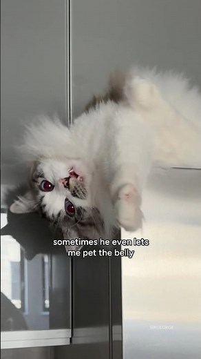 George is a copycat! #sirgeorge #ragdolls #cutecat