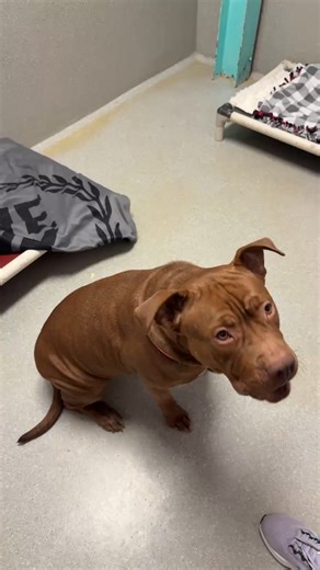 Save The Animals Foundation-Cincinnati on Reels
