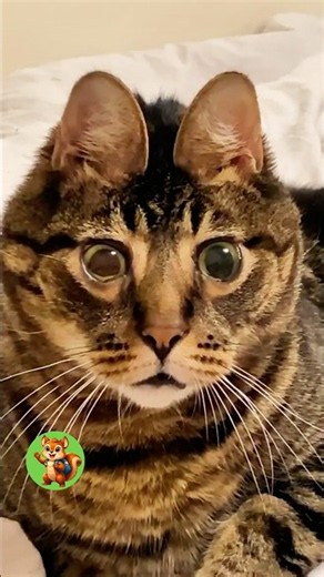 Diese Katze hat eine ganz besondere Geschichte!