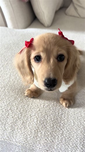 Adorable Dachshund Puppy Names for Your Sweet Angel