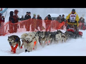 2020 Iditarod Official Start | Willow Alaska