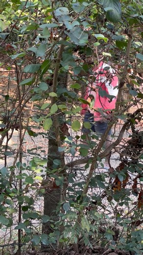 Invisible Snake 😳