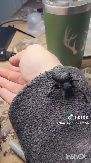 Stunning Velvet Spiders: Care Tips and Fascinating Insights