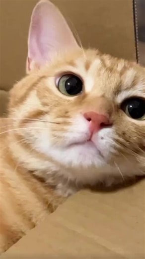 Kucing American Curl: Vlog Lucu dan Seru