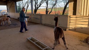 8.7K views · 508 reactions | Training a cria to walk in a head collar. What a difference a day makes. Gianni has definitely got it!! | Mullacott Alpacas | Facebook