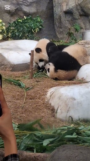 熊貓得得挑事、找麻煩. #panda The panda often causes problem