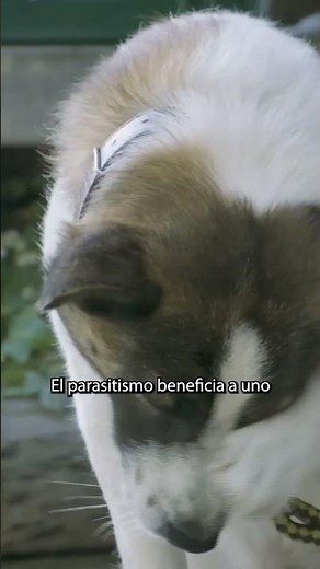 INTERSPECIFIC RELATIONSHIPS in 1 MINUTE 🦢 #SHORTS