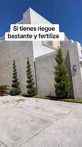 Cedro Limón | Jardinería Bicentenario