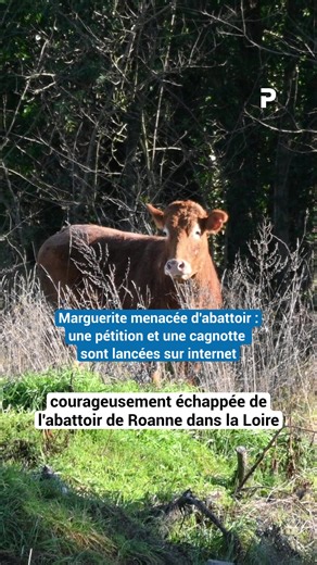 🐄 MAJ ➡️ Contrairement à ce que nous avons indiqué dans un premier temps, Marguerite ne s’est pas échappée de l’abattoir de Roanne mais lors d’un transfert d’animaux d’une remorque à une autre en face de l’abattoir. Ce mardi, en fin d’après-midi, nous avons pu joindre l’éleveur propriétaire de l’animal . Installé dans le nord du Roannais, il confirme que la vache, de retour sur son exploitation, devait être abattue le lendemain de son escapade dans un abatttoir ardéchois. Il nous a indiqué ne p