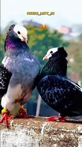 Best time for breeding of pigeons #pigeon #raisenpigeons #kabutar #pigeonhouse