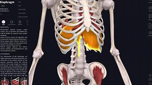 3.5K views · 80 reactions | An in-depth discussion of the anatomy behind Decompression Breathing with Dr. Goodman and Devon McGregor. Thank you Devon for putting together such a great webinar! Our thanks also to Visible Body for the anatomy diagrams! | Foundation Training | Facebook