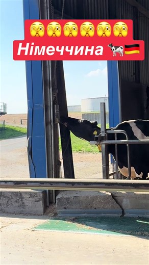 #рубрикавеселікорови🐄#напозитиве💥🔥🔥#коровичудять😱🐄#хочуврекомендации❤