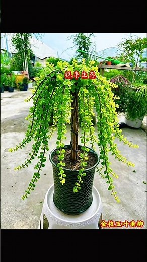 Use four branches of Jade Plant to create a weeping willow shape; regular pruning will make it very
