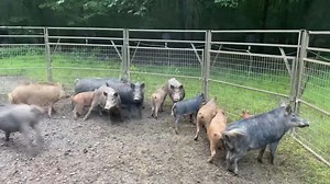 See the power of the 4-door panel trap in action as it secures some of the biggest wild hogs! A game-changing method for effective hog control. | Ellen Roman