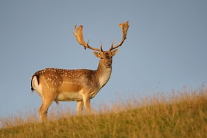 How to Plan Your Next Fallow Deer Hunt