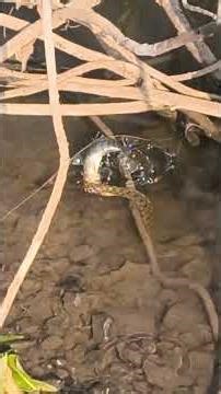 Snake Vs fish Live battle for survival..Nature is Wild..