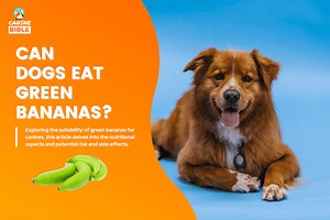 Can Dogs Eat Green Bananas? Are Unripe Bananas Good For Dogs? - Canine Bible