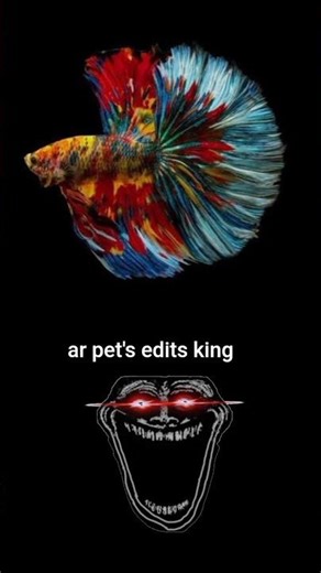 beautiful fighter fish#trending #trendingshorts#viralvideo#viral #angst#audio#ar pets edits king