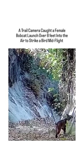 viral.trendhub on Instagram: "The post shares a 15-second trail camera video capturing a female bobcat leaping over 8 feet vertically from a standstill to paw-strike a bird mid-flight in a forested area, demonstrating precise ambush hunting. Bobcats' vertical jump capability reaches 10-12 feet, enabled by strong hind leg muscles and lightweight builds weighing 15-35 pounds, per wildlife data from sources like the National Wildlife Federation. Posted January 21, 2026, the video amassed 258,000 vi
