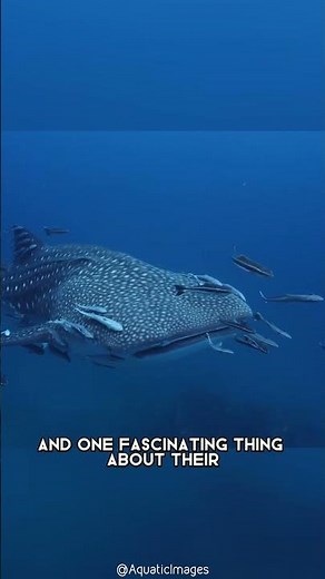 Whale Shark 🦈 One Of The Most Beautiful Sea Creatures