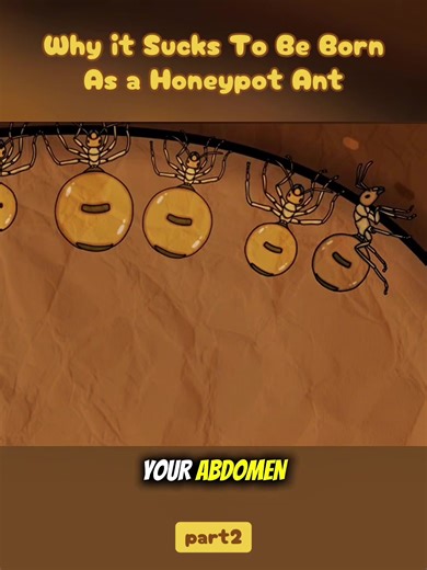 Honeypot Ant Survival: A Journey Inside the Colony