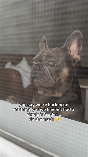 Benjamin 🐾 | Make it make sense.. #mybenjipooch #frenchie #dogs #dogsoftheday #doglover | Instagram