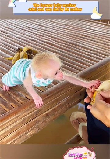 Mother Monkey Feeds Hungry Baby Monkey