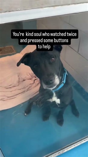 They’re still waiting for their next meal.💔Right now—not tomorrow, not later.#usa #reels #canada #uk