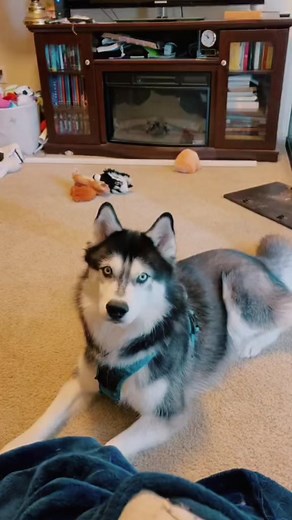 Ancient Husky Melody Remake on Spotify by The Kiffness