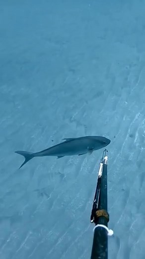 2.2K views | Amazingly Beautiful #slingshot #slingshotride #sligshotride #slingshot #polarisslingshot #usa #sligshotlife #slingshots #slingshotrentals #slingshotclb (3g) | شنابر زوالي | Facebook