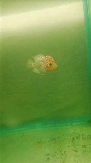 floran fish