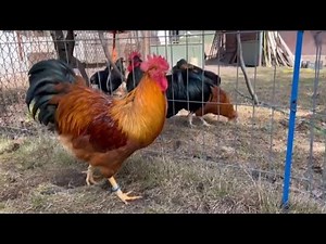 New hampshire red chicken