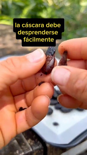 🍫🚀 ¿Listos para una deliciosa aventura? Aprende a hacer chocolate desde cero. 🍃🍫 Comenta tu opinión y vive la magia del cacao. ✨💬 #hagamoschocolate #deliciahechaencasa😋 #cacaolovers #comentatuopinión #cacao #chocolates #reelchocolate