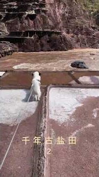 Ancient Salt Fields (Part 2): The Wisdom of Water and Wood.