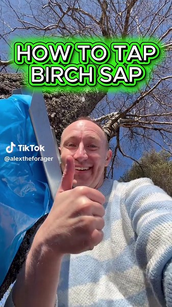 Tap Birch Trees for Fresh Sap This Spring