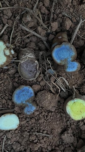 Farm Formulas Malayalam on Instagram: "മഞ്ഞൾ ഇനങ്ങളുടെ വിളവെടുപ്പ്"