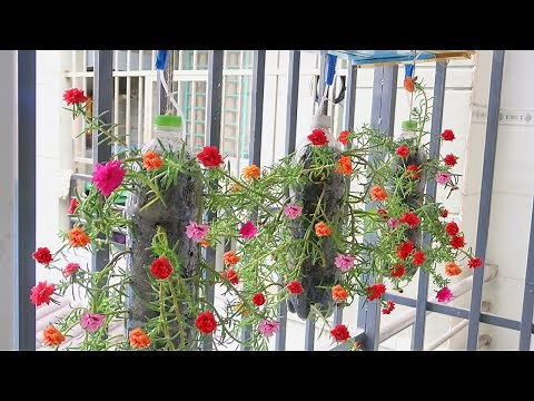 How to grow moss rose/portulaca grandiflora cutting the bottles | Garden ideas