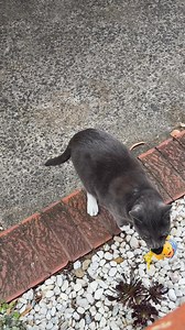 Everything you need to make sure your cat is ready for summer delivered next day!* 😻 *Min. spend $49 on eligible items in selected metro areas. T&Cs apply. See website for details. 🎯 Shop summer essentials at Pet Circle | Pet Circle