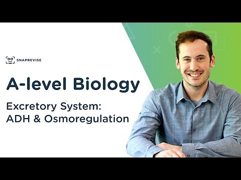 Excretory System: ADH & Osmoregulation | A-level Biology | OCR, AQA, Edexcel