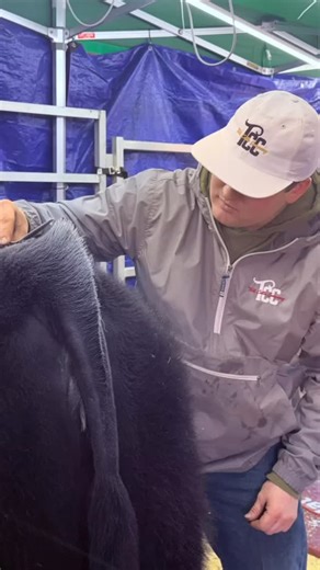 ⸻ The side of the Teets boys that not everyone gets to see. This is where our program begins — with the daily work behind the scenes on the show cattle side. Every animal is evaluated with a purpose in mind. If they meet our standards, they earn a spot in our fall production sale. If not, they still serve an important role, with the next stop being Lost River Butcher Block — where our focus shifts from producing quality show prospects to providing wholesome, great-tasting beef for the table. We 