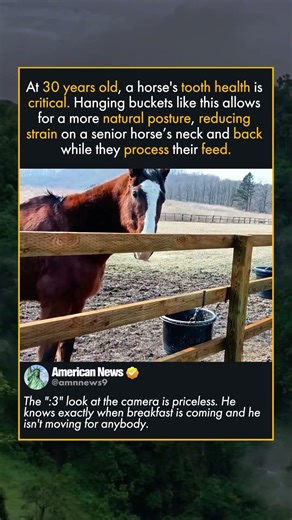 THE SCIENCE OF RAY LOCOMOTION