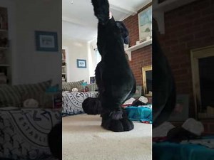 Salem fursuit suit up