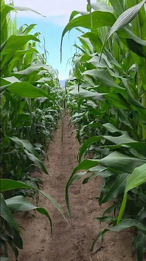 Children of the Corn: The Horror Classic That Made Cornfields Terrifying