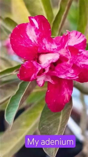 #adenium collection in my terrace garden