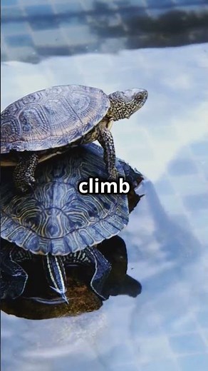 How to Tell If a Turtle Is Male or Female #turtlejourney #animals #turtle #tortoise