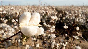 Why does cotton have conflicting features such as 'strength and flexibility'? If you explain the mechanism with animation, it will be like this