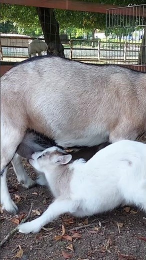 Adorable Baby Goat Nursing from Mama 🐐💛
